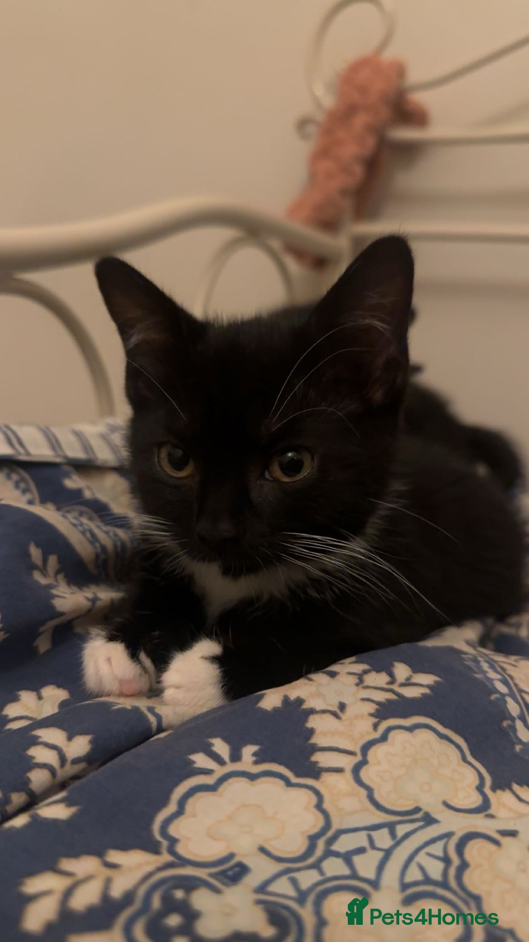 Mixed Breed cats for sale: Last kitty for sale!  - Advert 5