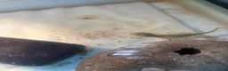 Dragon reptiles for sale: 5 x Rankin Dragons  - Advert 4