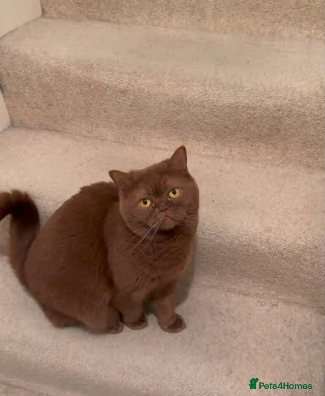 British Shorthair cats for sale: 3 Cinnamon Girls  - Advert 1