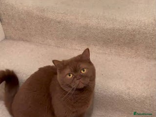 British Shorthair cats 3 Cinnamon Girls - Advert 7
