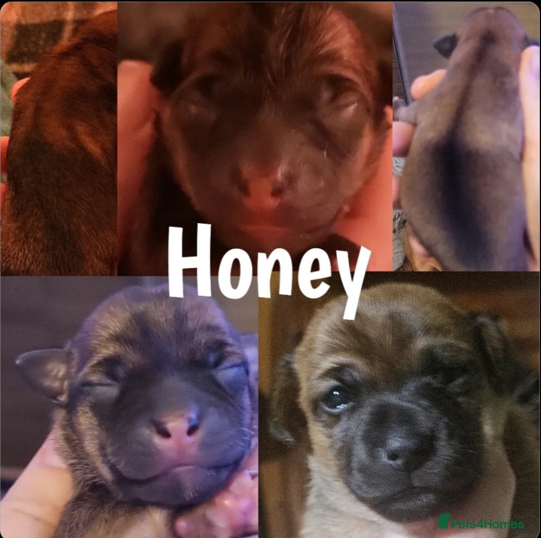 Jack Russell dogs for sale: miniature Jack Russell Puppies - Image 13