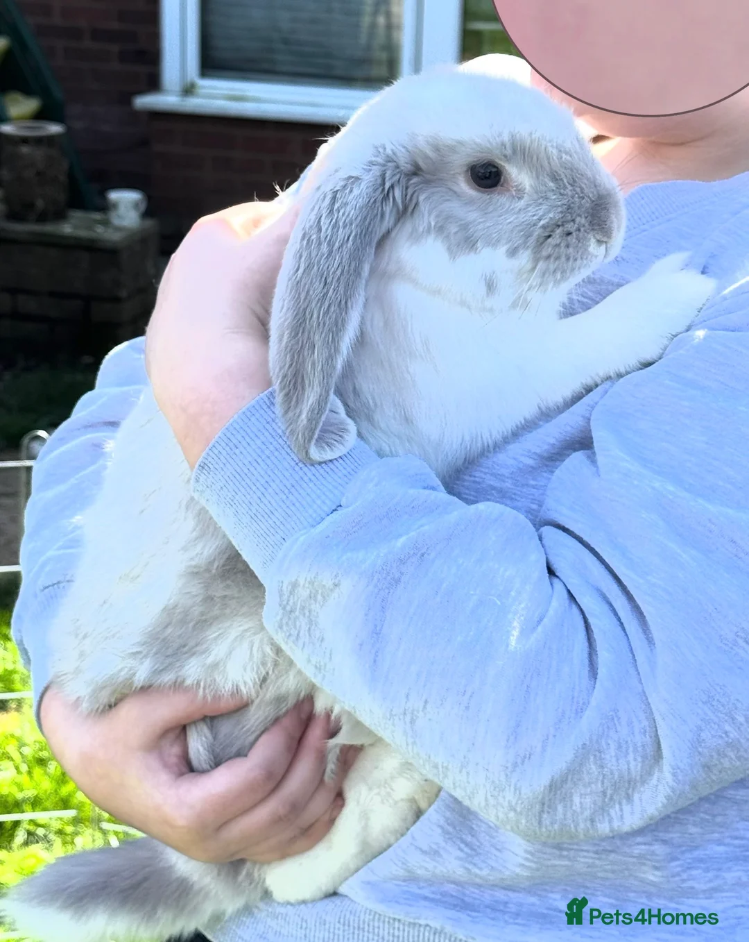 French Lop rabbits for sale: 🩵 Ready to go 1 boy left French lop kits 🩵 - Advert 2