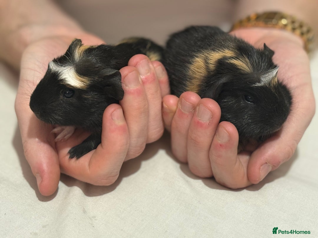 Guinea Pig rodents for sale: 2 crested guinea pigs available 1 male 1 female  - Advert 16