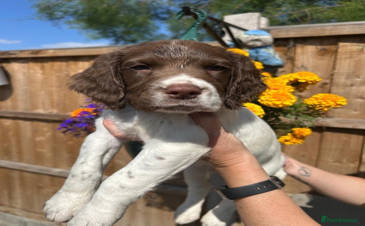 English Springer Spaniel dogs - Advert 4