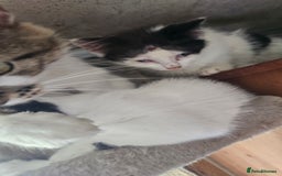 Domestic Shorthair cats for sale: 2 Black and White male kittens  - Image 20