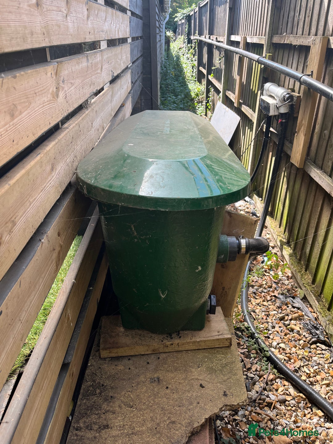 Koi Carp fish for sale: pond fish - Image 5