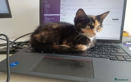 Mixed Breed cats for sale: Tortico female kitten for sale 3 months old - Image 1