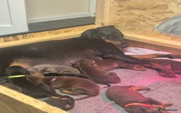 Dobermann dogs for sale: Doberman puppies for sale  - Image 3