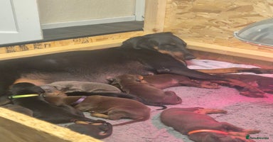 Dobermann dogs - Advert 11
