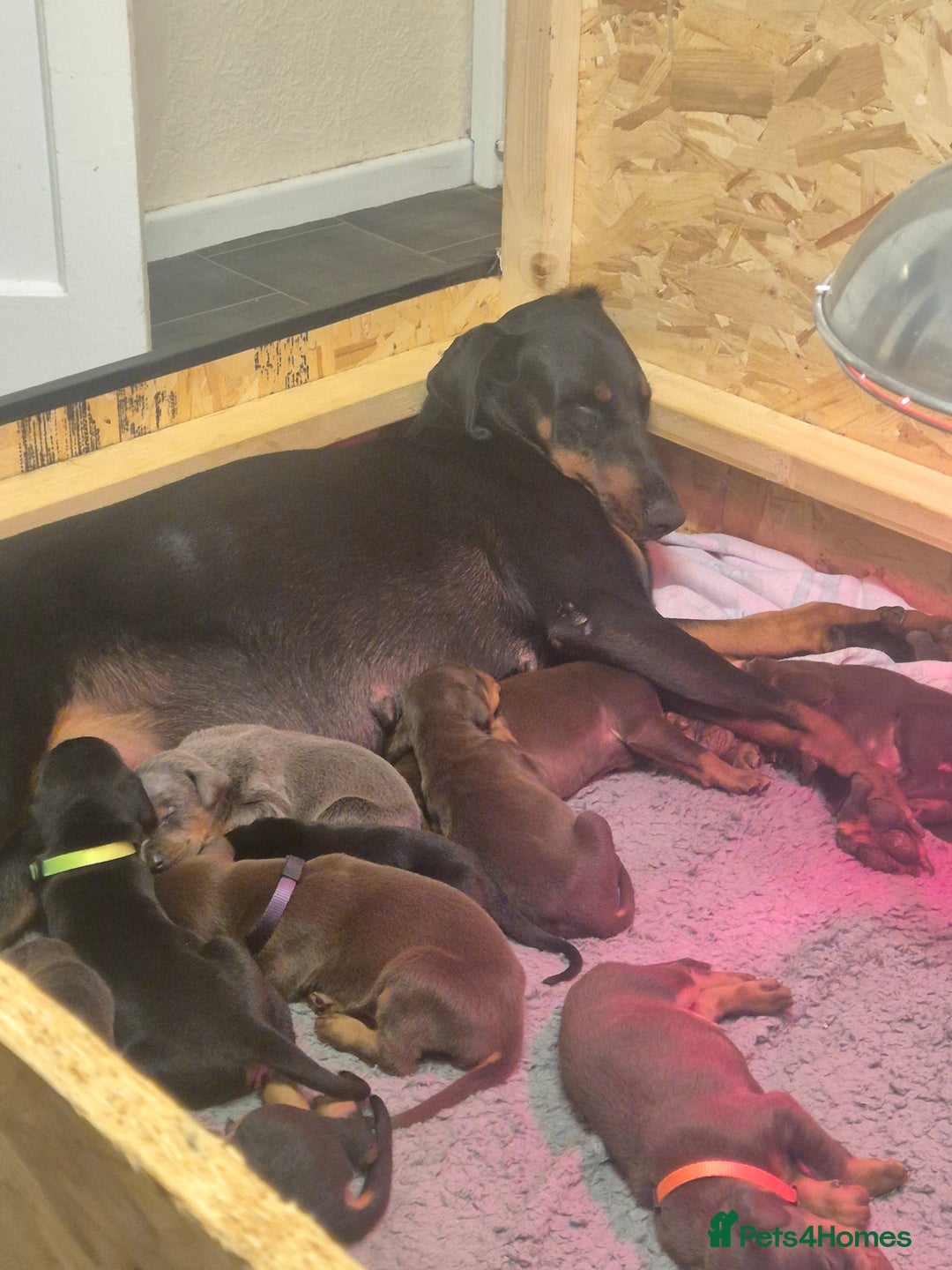 Dobermann dogs for sale: Doberman puppies for sale  - Image 3