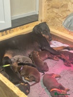 Dobermann dogs - Advert 8