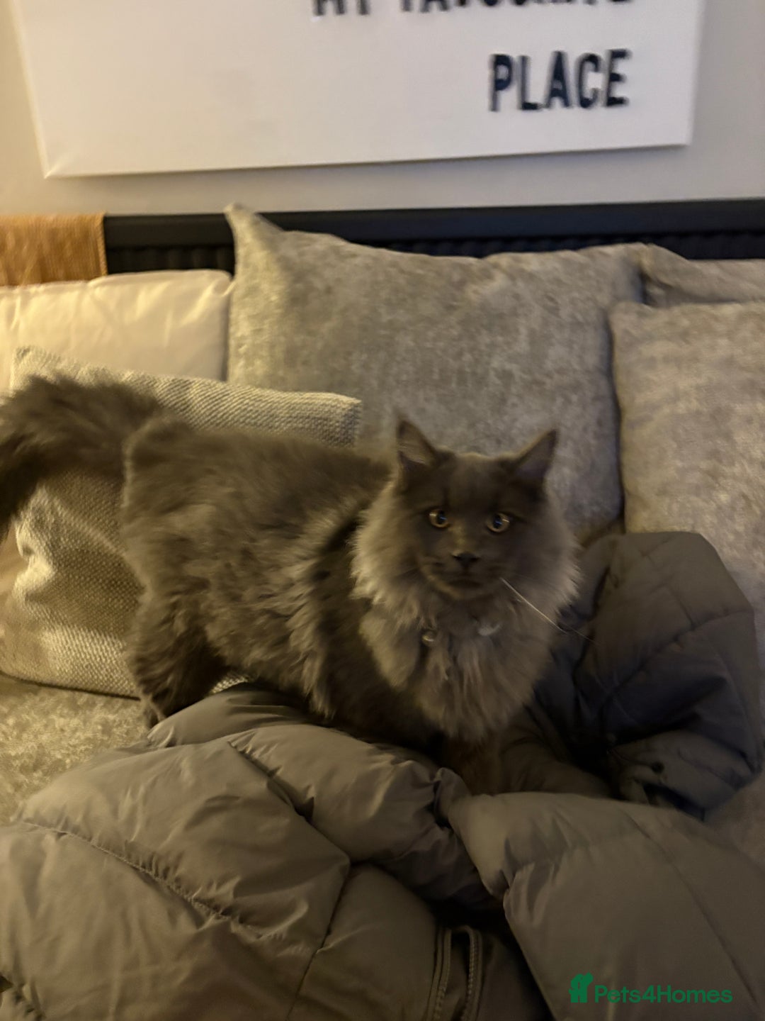 Maine Coon cats for sale: 🐾 Exceptional Blue Smoke Maine Coon Available 🐾 - Advert 5