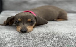 Miniature Dachshund dogs for sale: Kc Reg Miniature Dachshund Puppies  - Image 4