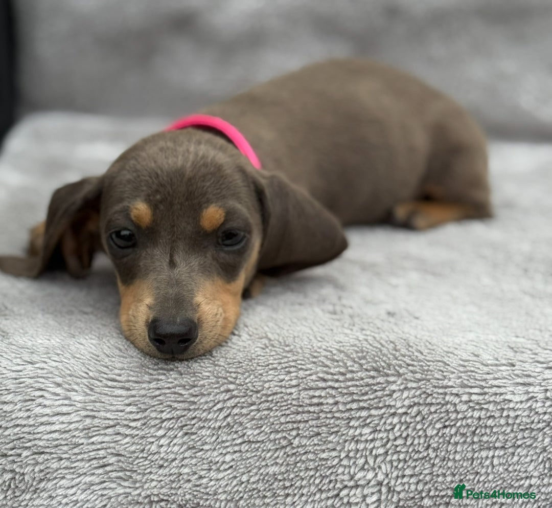 Miniature Dachshund dogs for sale: Kc Reg Miniature Dachshund Puppies  - Image 4