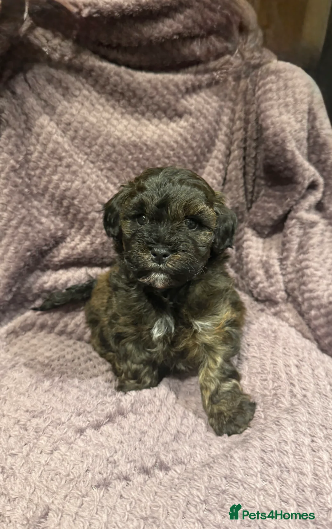 Lhasapoo dogs for sale: Lhasapoo puppies - Advert 5