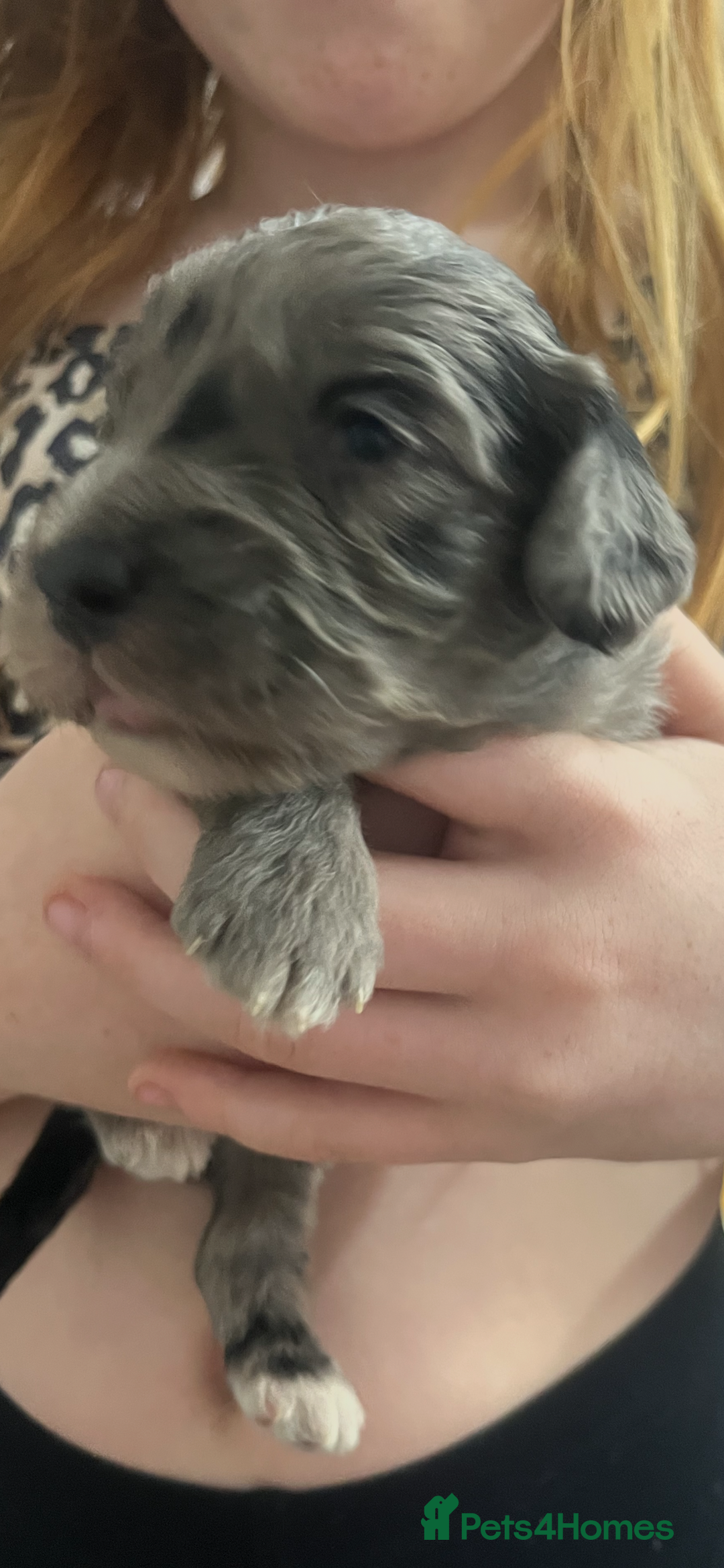 Cockapoo dogs for sale: Cockapoo Puppies - Advert 11