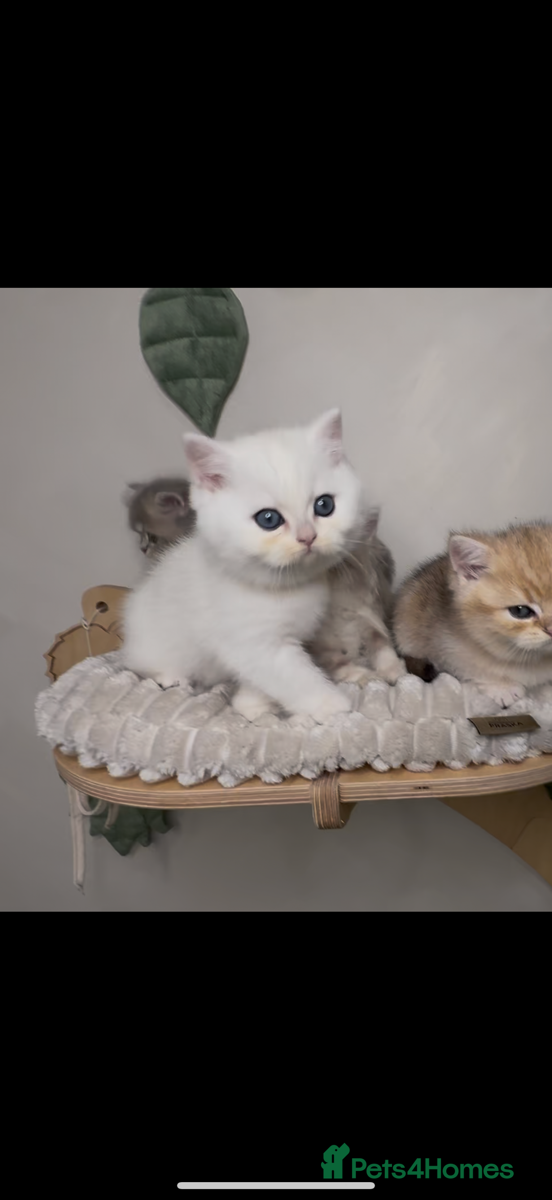 British Shorthair cats for sale: Affectionate lap cats health tested parents  - Advert 37