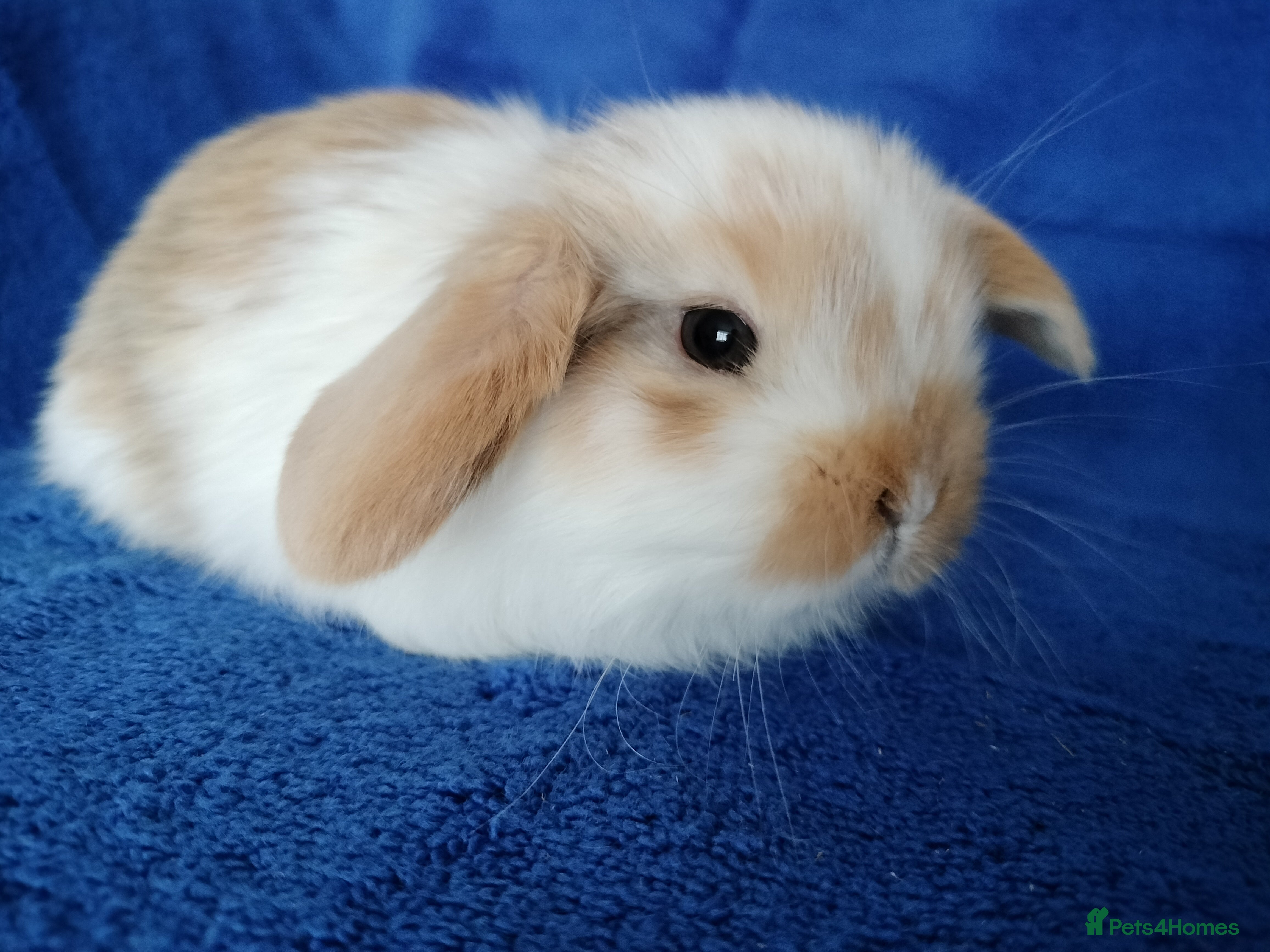 Mini Lop rabbits Baby mini lops for sale  - Advert 16