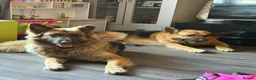 German Shepherd dogs for sale: Girl german shepherd  - Advert 2