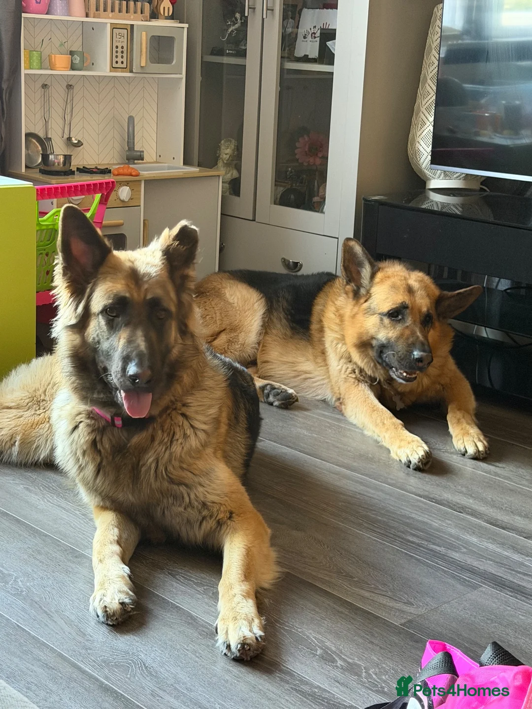 German Shepherd dogs for sale: Girl german shepherd  - Advert 2