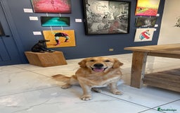 Golden Retriever dogs for sale: Bailey, 2 Year Old Golden Retriever - Advert 2