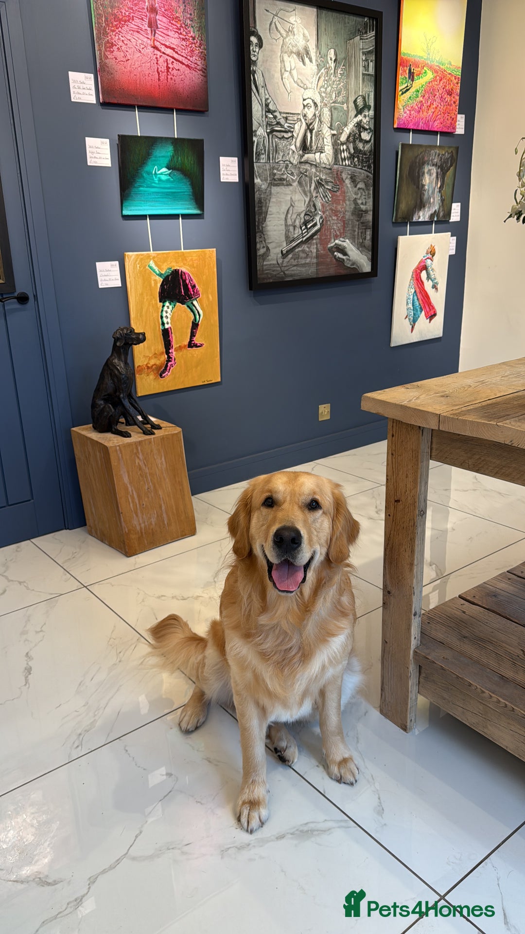 Golden Retriever dogs for sale: Bailey, 2 Year Old Golden Retriever - Advert 2