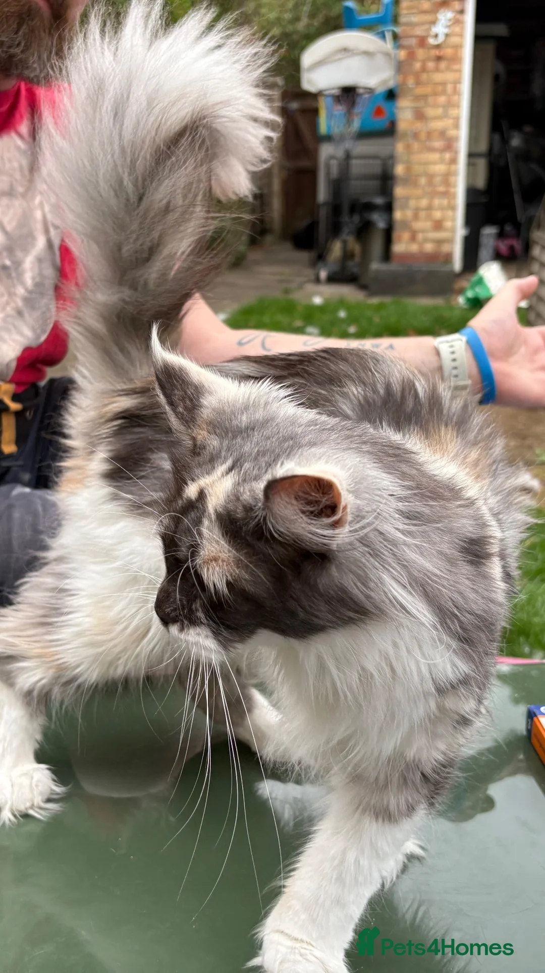 Maine Coon cats for sale: Beautiful 3year old mainecoon girl bow - Advert 6