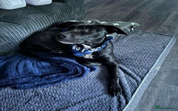 Saluki dogs for stud: Saluki Staff Cross - Image 1