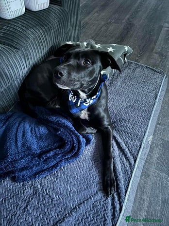 Saluki dogs Saluki Staff Cross - Advert 1