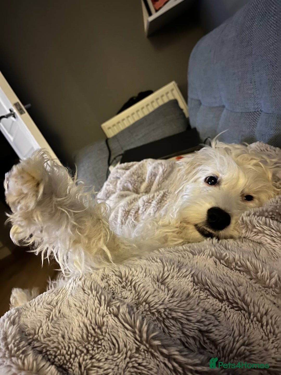 Cockapoo dogs for sale: Beloved Cockapoo Bubble for sale - Advert 21