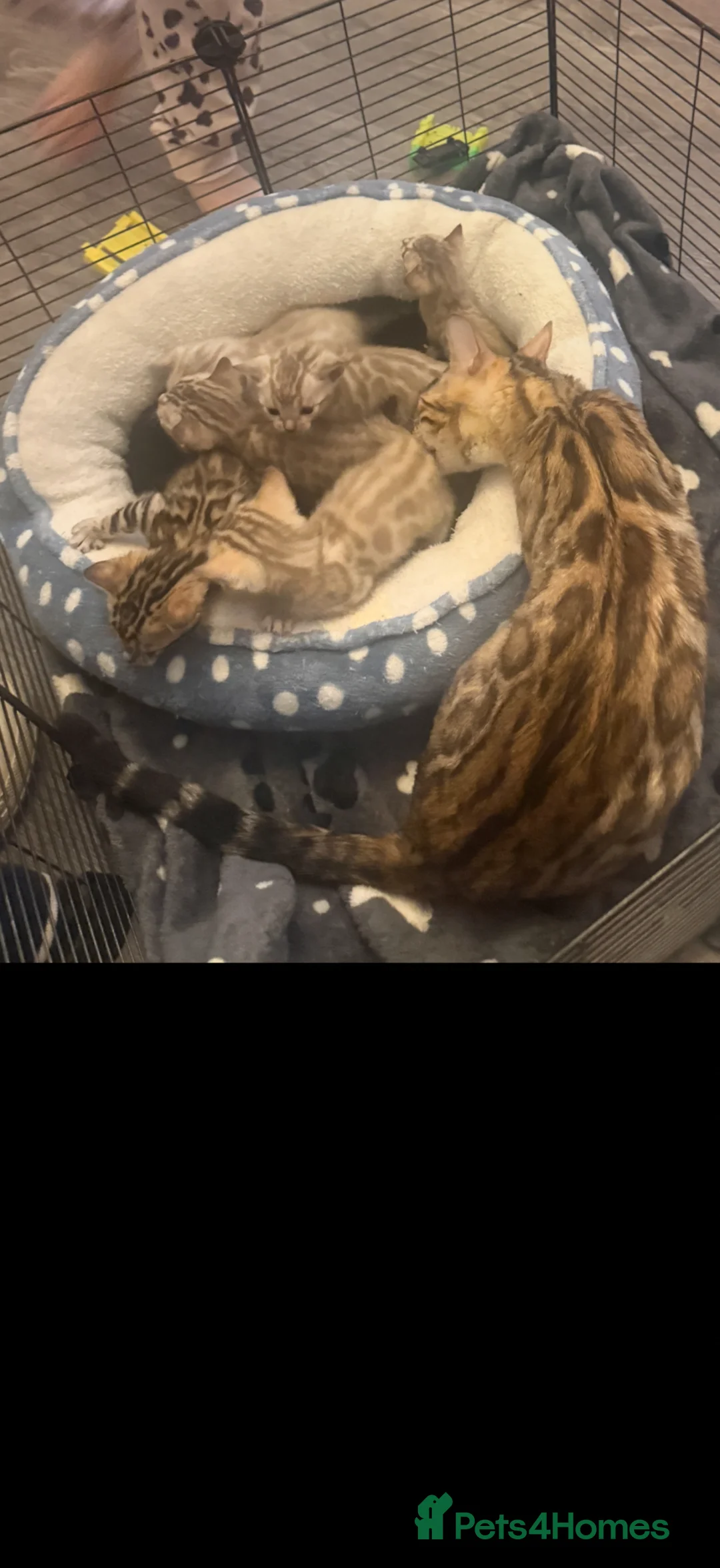 Bengal cats for sale: Stunning Bengal kittens - Advert 14