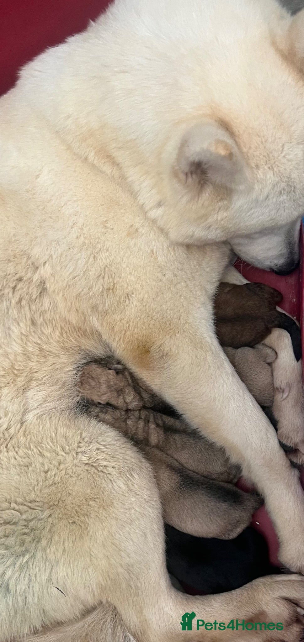 Mixed Breed dogs for sale: 7 beautiful Malkita x puppies with unique colours  - Advert 2