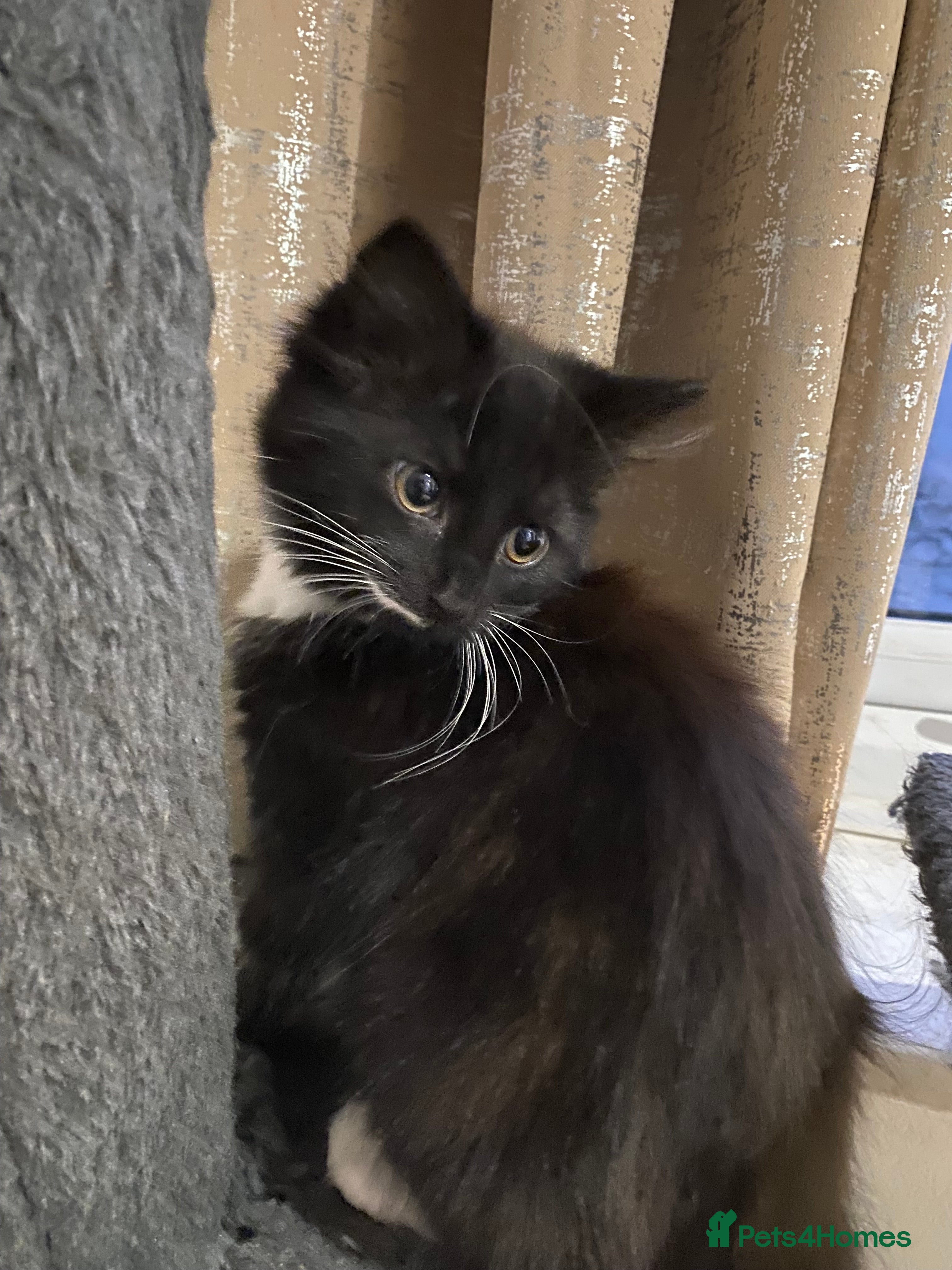 Mixed Breed cats for sale: Tuxedo kittens looking for their forever homes  - Advert 13
