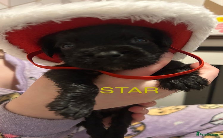 Labradoodle dogs 2 BEAUT MALES & 1 FEMALE MINI LABRADOODLE PUPPIES - Advert 3