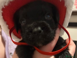 Labradoodle dogs 2 BEAUT MALES & 1 FEMALE MINI LABRADOODLE PUPPIES - Advert 15