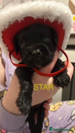 Labradoodle dogs 2 BEAUT MALES & 1 FEMALE MINI LABRADOODLE PUPPIES - Advert 3