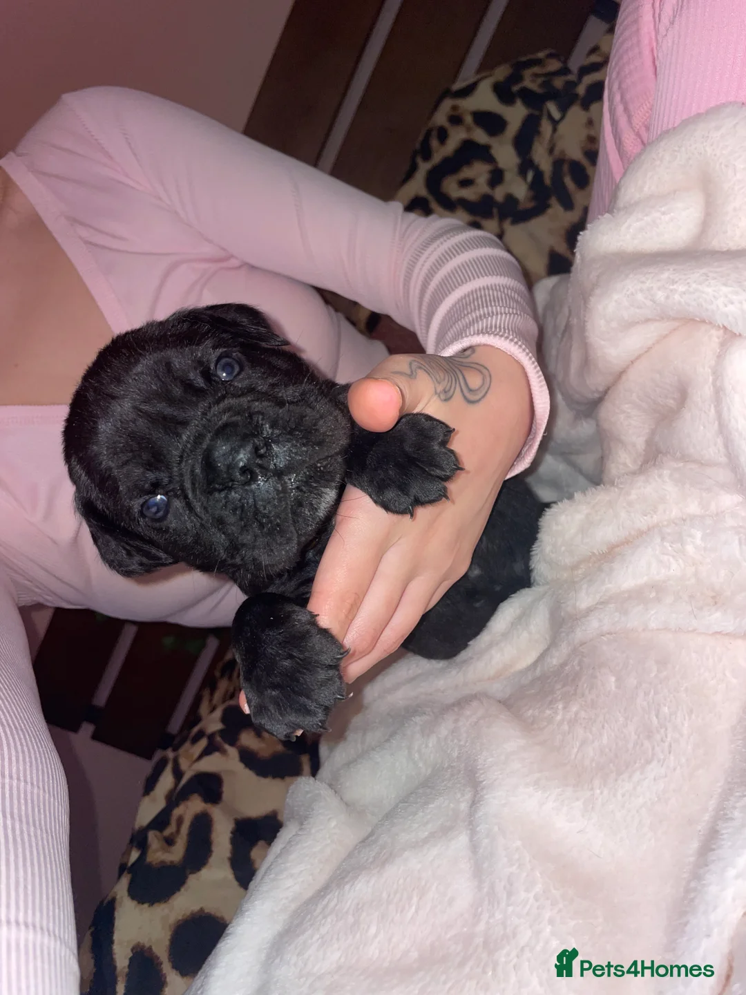 Cane Corso dogs for sale: Came corso - Advert 5