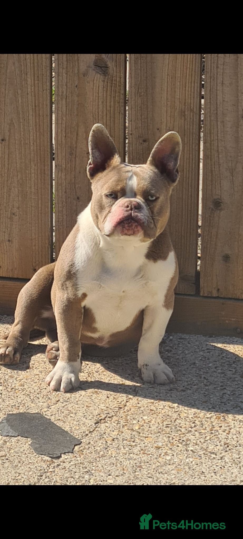 American Bully dogs Socks, Dolly and Herby looking for forever homes - Advert 7