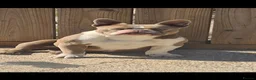 American Bully dogs for sale: Forever homes needed 🩷 Socks, Dolly and Herby🩷 - Advert 1