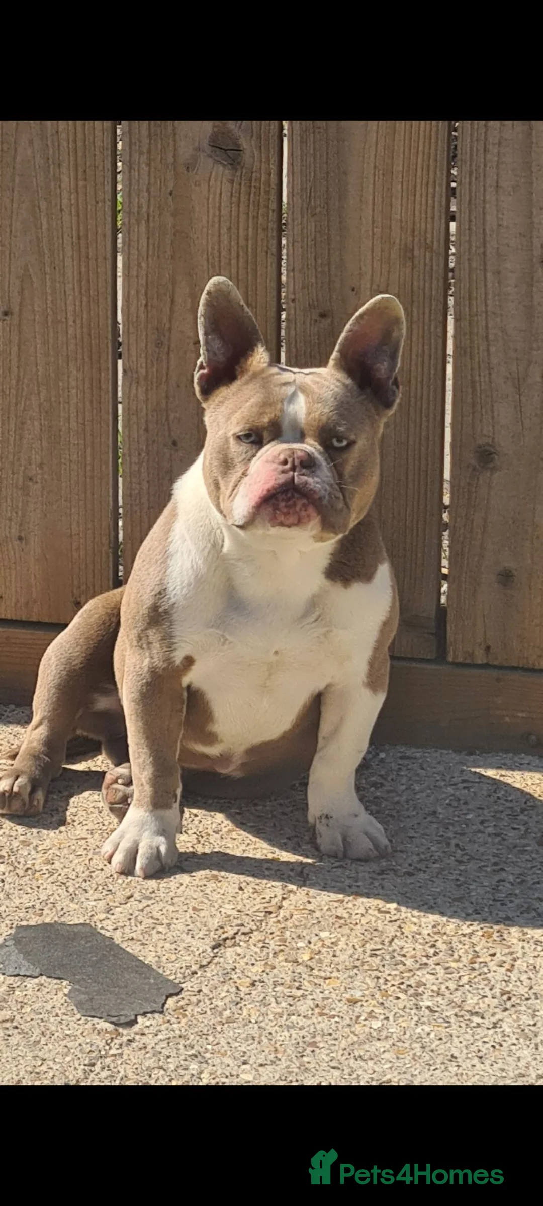 American Bully dogs for sale: Forever homes needed 🩷 Socks, Dolly and Herby🩷 - Advert 1