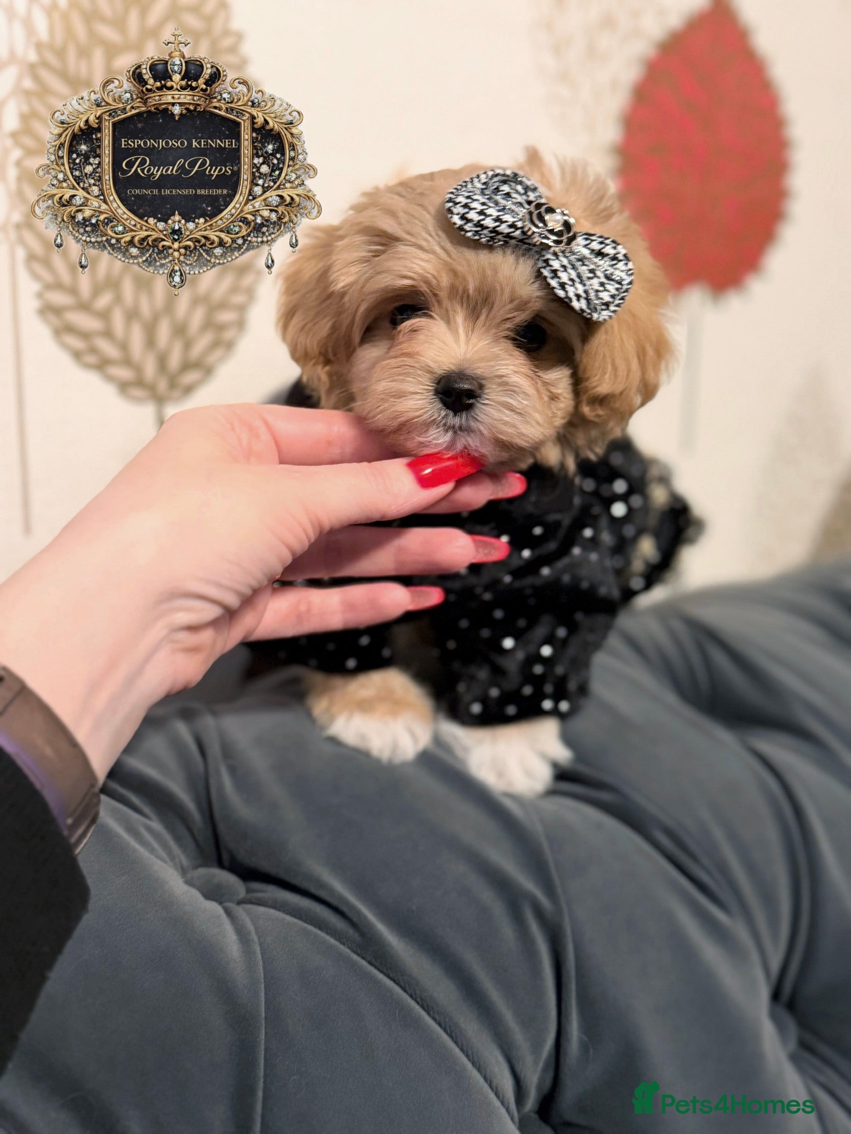 Maltipoo dogs 👑 One in a Million Rare F1 Tiny Asian Maltipoo 👑 - Advert 11