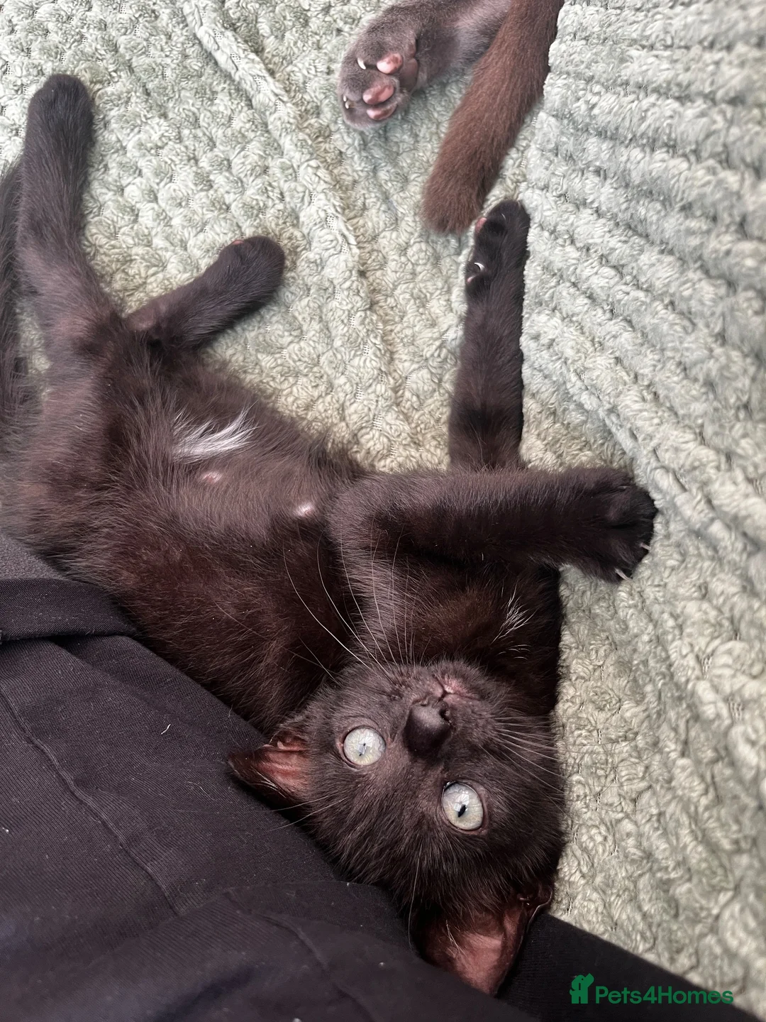 Mixed Breed cats for sale: Mixed breed kitten  - Advert 7