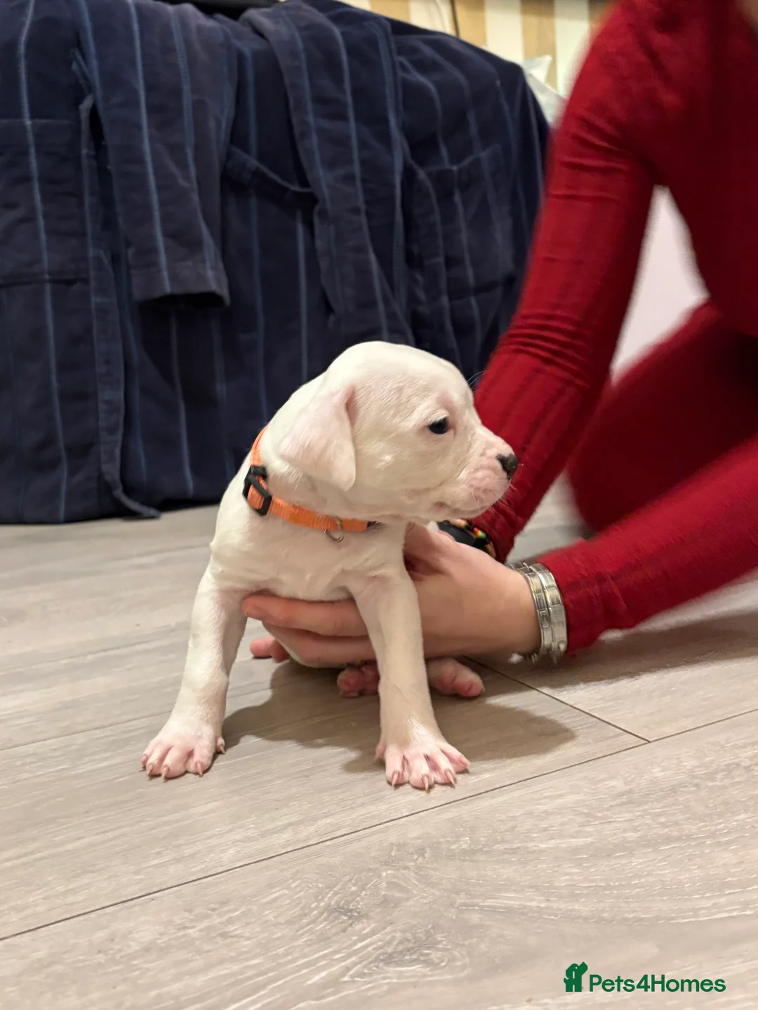 American Bulldog dogs for sale: American bulldog puppies  - Advert 18