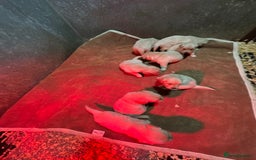 Golden Retriever dogs for sale: Beautiful Chunky Goldie’s  - Image 17