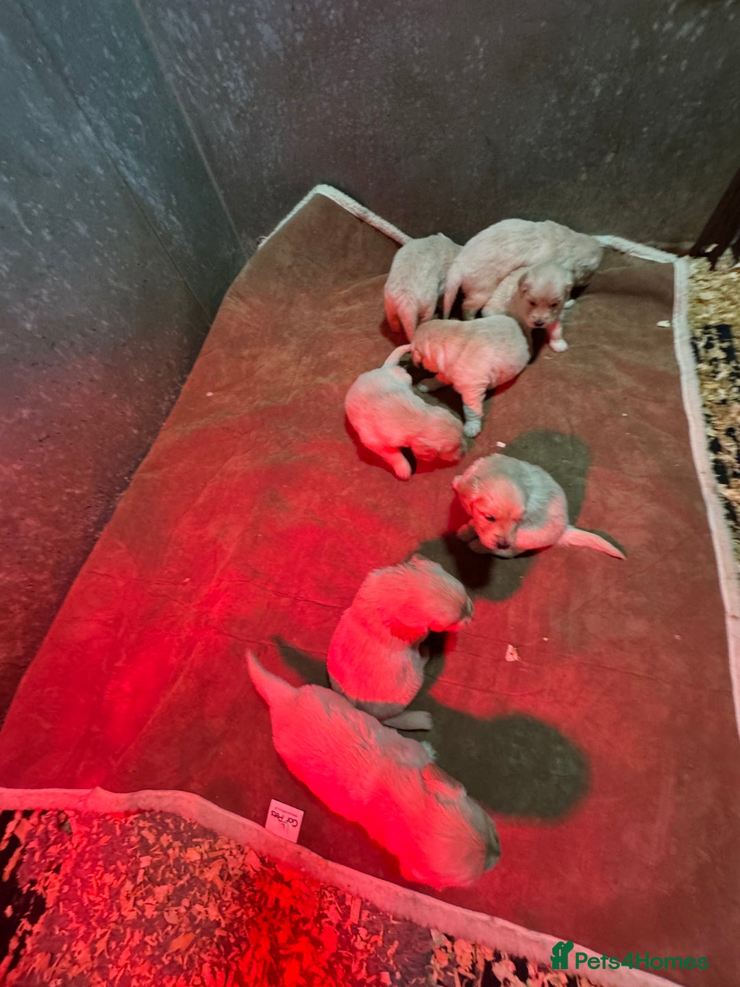 Golden Retriever dogs for sale: Beautiful Chunky Goldie’s  - Image 17