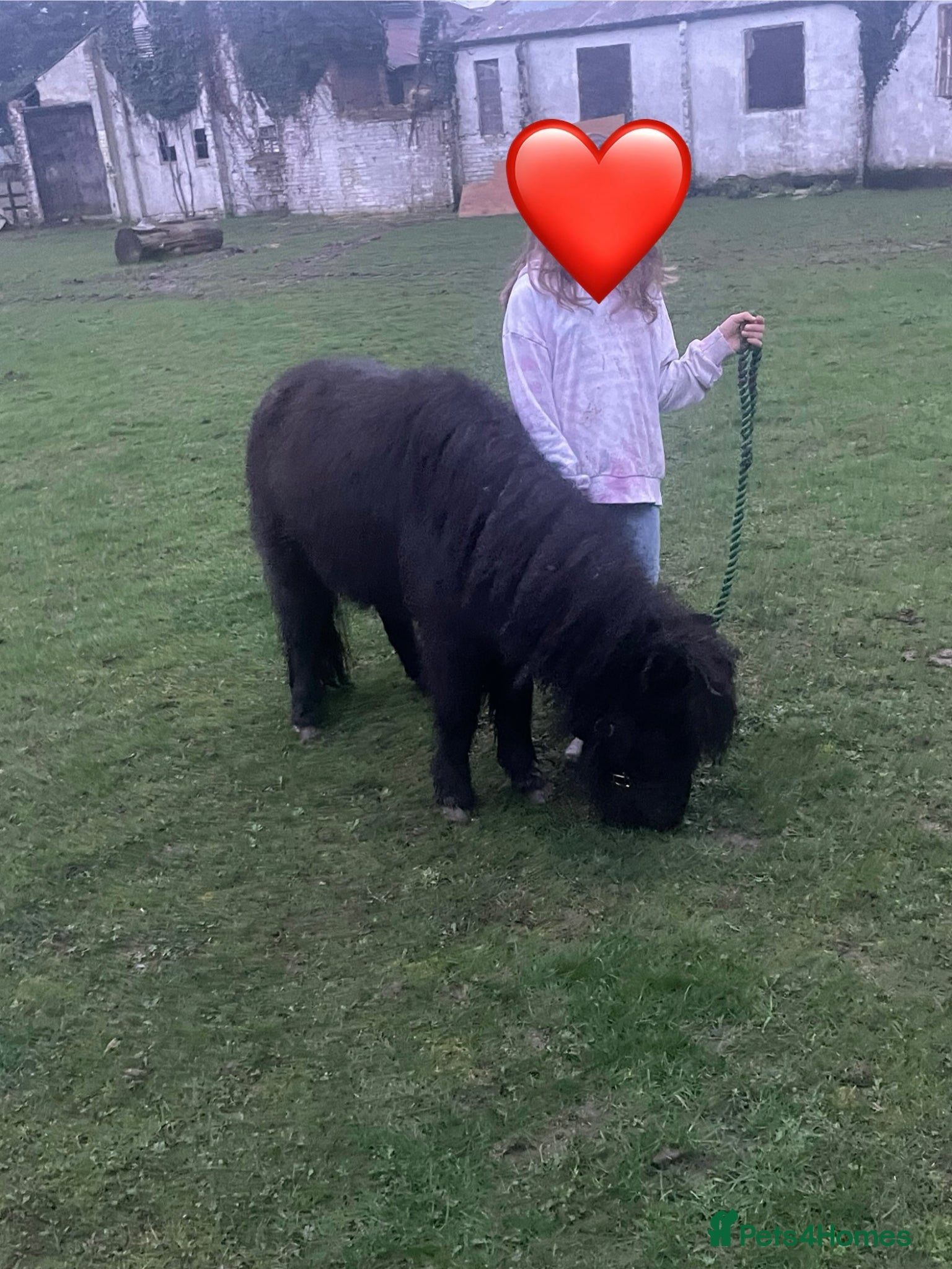 Miniature horses Female miniature horse - Advert 2