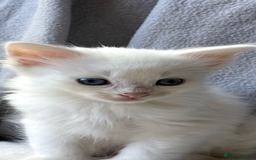 Ragdoll cats for sale: Stunning Ragdoll kittens super affectionate  - Image 24