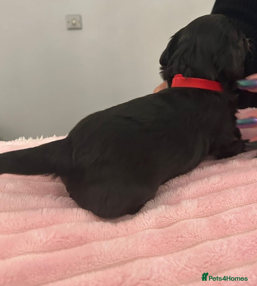 Mixed Breed dogs for sale: Doxiepoo pups - Advert 9