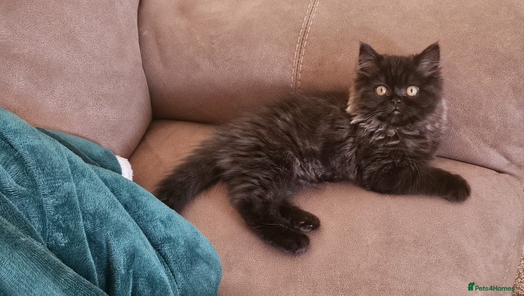 Persian cats for sale: Stunning Persian Boy - Image 4