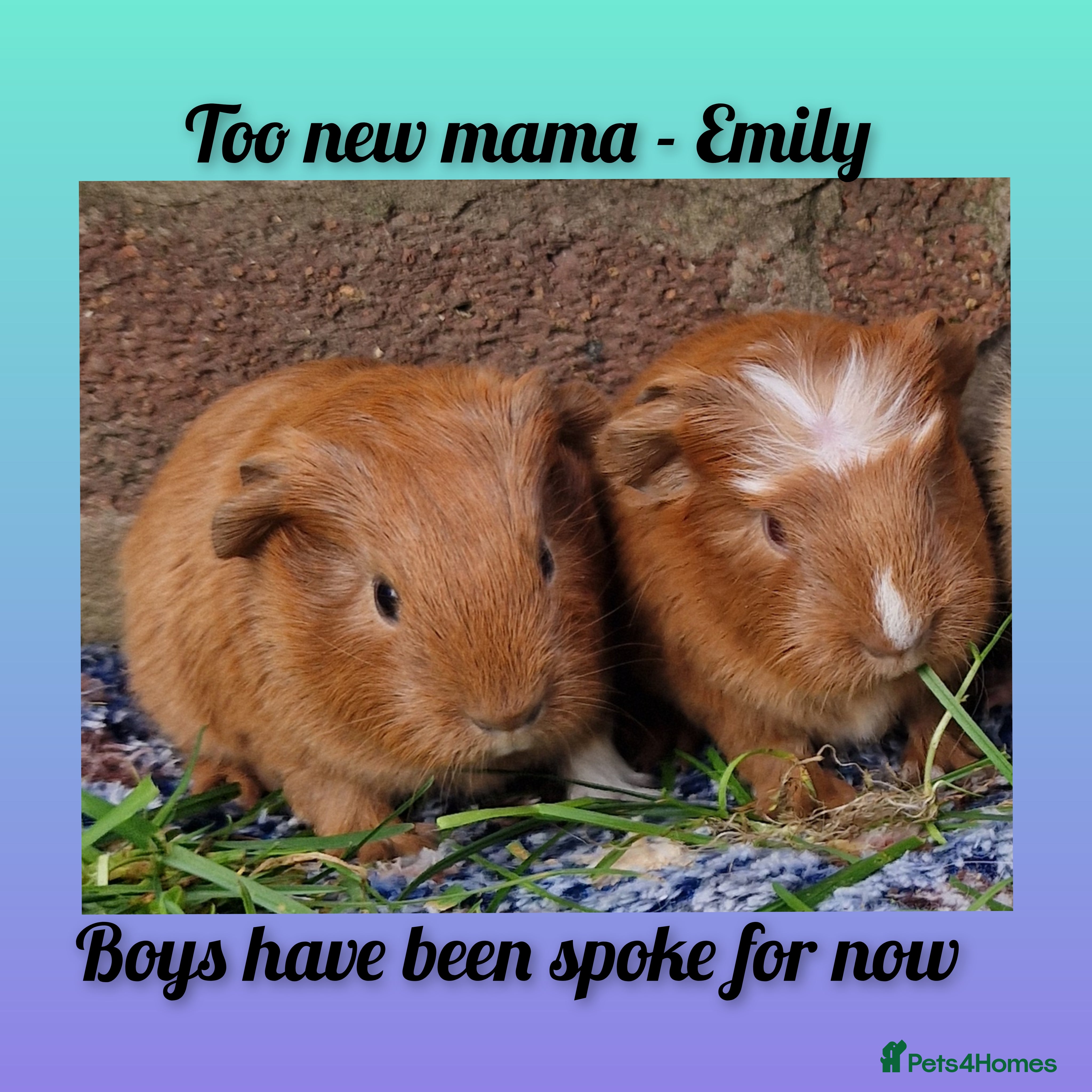 Guinea Pig rodents (Have been spoken for )/ ready 24th march 26 - Advert 11